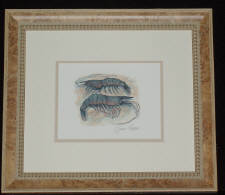 Click for full size image
Shrimp - hand colored giclee by Charles Leonard