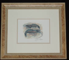 Click for full size image

Shrimp - hand colored giclee by Charles Leonard